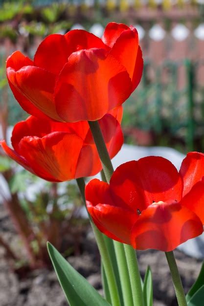 Premium Photo | Red tulip in the garden