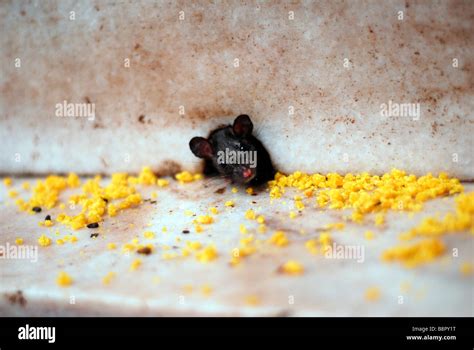 Baby Rat Tomando Una Ofrenda En El Cruce De Karni Mata El Templo