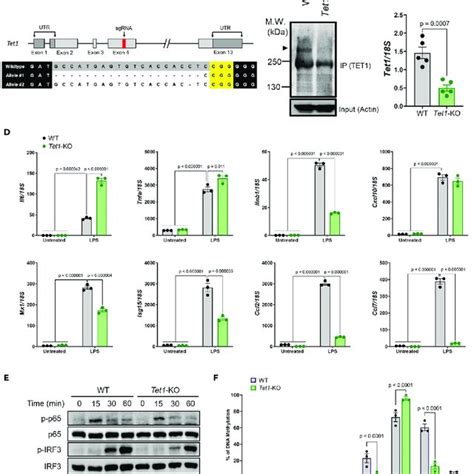 Tet Deficiency Changed Proinflammatory Cytokine Gene Expression And