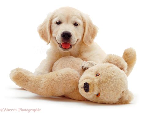 Dog Golden Retriever Pup And Teddy Photo Wp03569