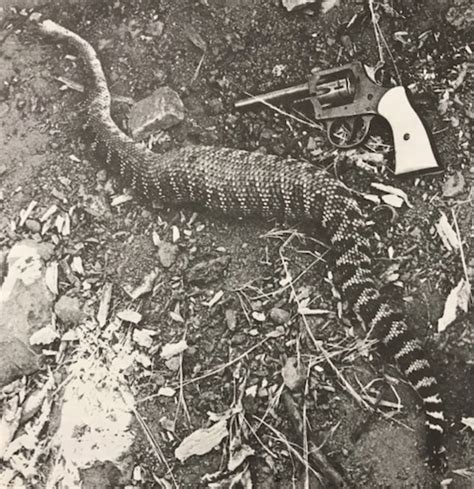 File 1967 Rattlesnake Png Islapedia