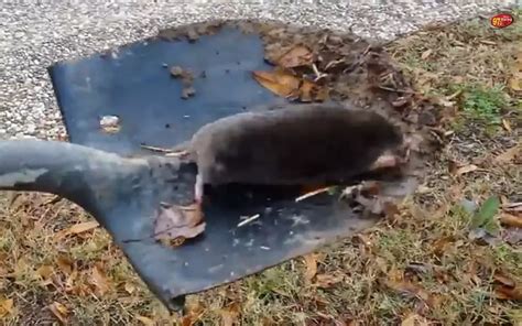 Here S How To Get Those Pesky Moles Out Of Your Yard [video]