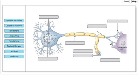 Solved Reset Help Synaptic terminals Collateral branches | Chegg.com