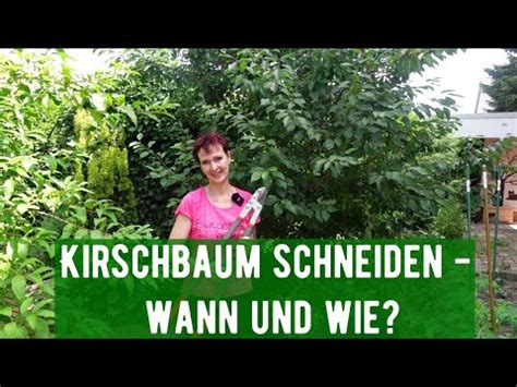 Kirschbaum Schneiden Wann Und Wie YouTube