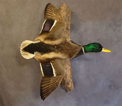 Mallard Mount Mallard Drake Mounts Puddle Duck Mounts Taxidermy