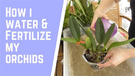 Orchid Care How I Water And Fertilize My Orchids Youtube