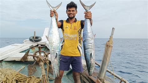 नवीन जाळीच्या मुहूर्ताला भेटले मोठे सुरमई मासेbig Kingfish Caught In