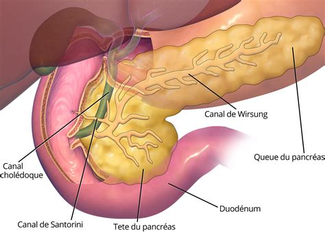 Pancréas exocrine le suc pancréatique et son rôle dans la digestion