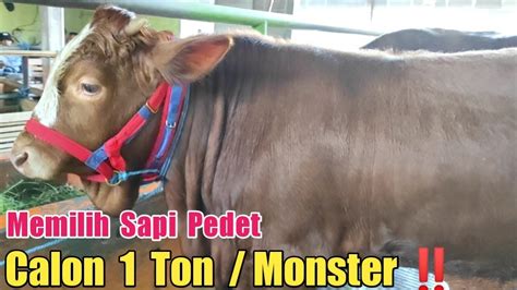 Memilih Sapi Pedet Calon Ton Monster Di Agen Sapi Cak Sutris Fr