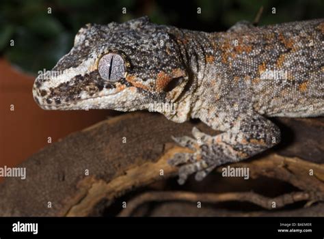 Gargoyle Gecko Rhacodactylus Auriculatus Gekkonidae New Caledonia