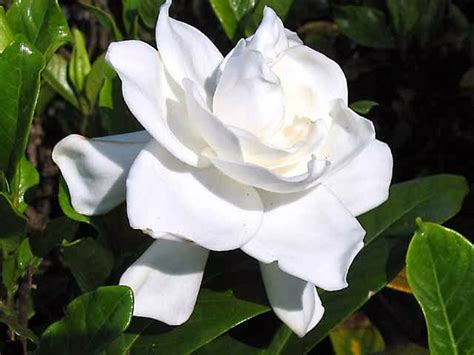 Gardenia plant and flower | Facts About All