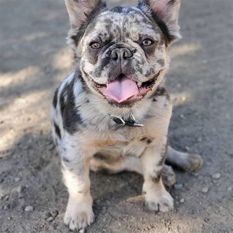 What Makes Merle French Bulldogs So Unique The Genetics Behind The