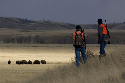 Hunting tips for successful bison applicants