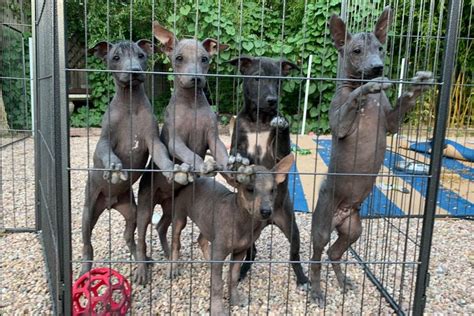 Adorable Xoloitzcuintli Puppies For Sale In Denver Co