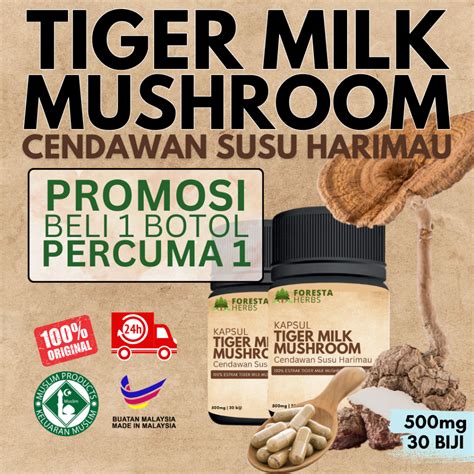 TIGER MILK MUSHROOM Cendawan Susu Harimau Kapsul 500mg PROMOSI 100