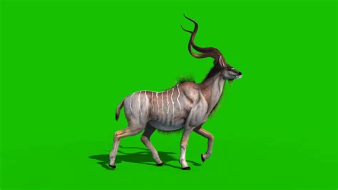 Kudu Antelope - 3D Model Animated - PixelBoom