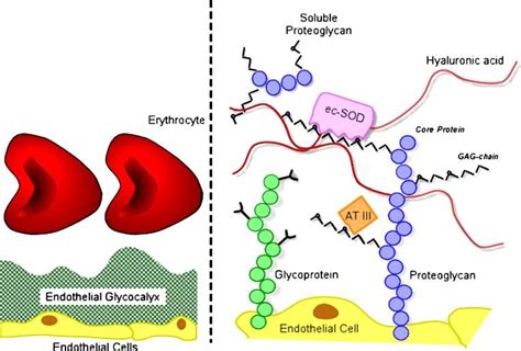 Schematic Representation Of The Endothelial Glycocalyx Showing Its