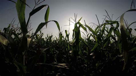 Cornfield Sunsetsunset Over The Corn Stock Footage Video 100 Royalty