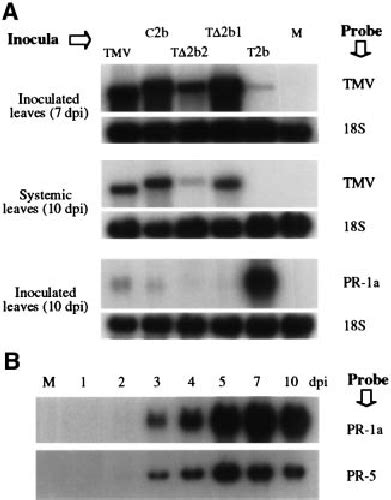 The Accumulation Of Viral And Plant Rnas In Tobacco Plants A The