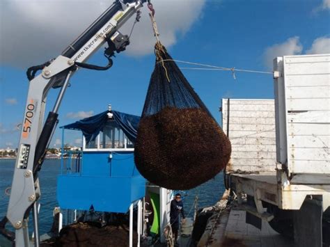 La Jornada Maya Quintana Roo La Jornada Maya Arribo De Sargazo Disminuirá Desde La Segunda