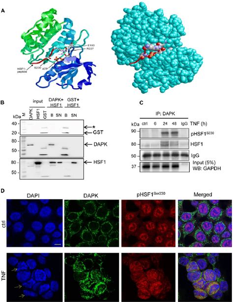 Dapk Interacts With Hsf In Vivo And In Vitro A A Model Of The Dapk