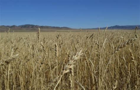 Хөвсгөл аймаг энэ жил 21574,2 га талбайд тариалалт хийжээ