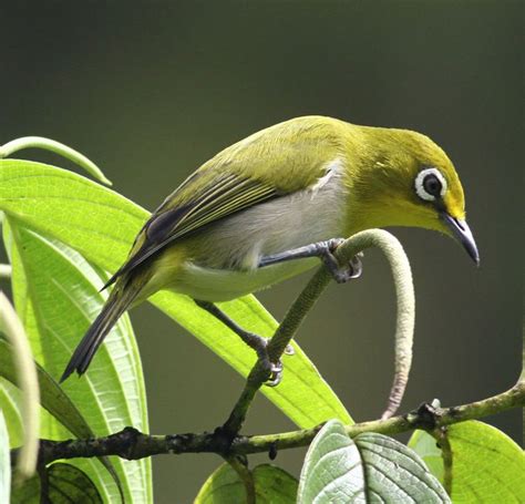 Pin By Minako On Aves White Eyes Zosteropidae White Eyes Vincent