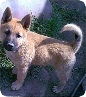 Akita Chow (Akita X Chow Mix) Dog Info, Temperament, Puppies, Pictures