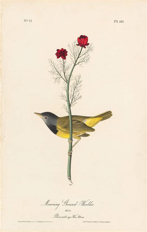 Audubon Octavo Pl Mourning Ground Warbler By Oppenheimer