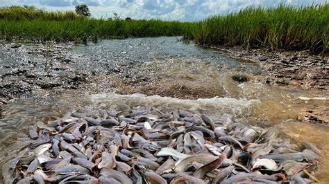 Wow Fishing A Fisherman Skill Catch A Lots Catfish In Mud On The