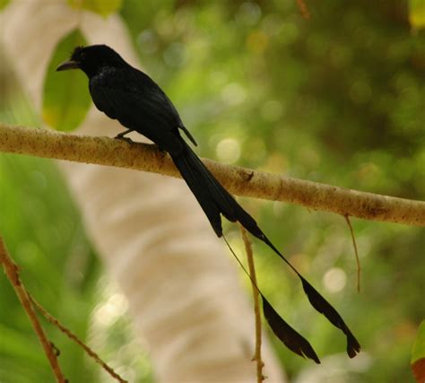 Greater racket tailed drongo Chim Cảnh Việt