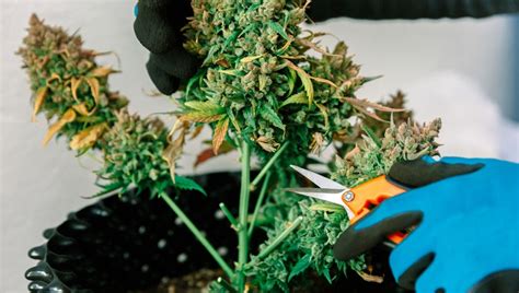 How To Harvest Autoflowering Cannabis Plants | Fast Buds