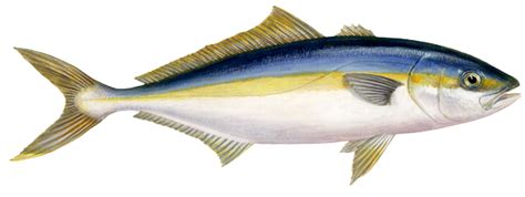 Yellowtail Kingfish