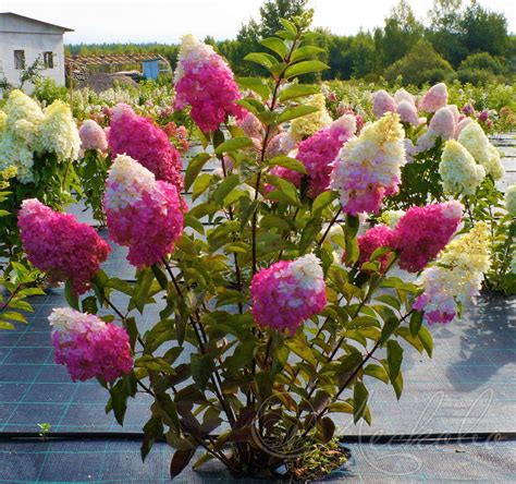 Hortensja Fraise Melba