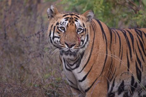 Tiger In Tadoba Np India Stock Image Image Of Green 263328587