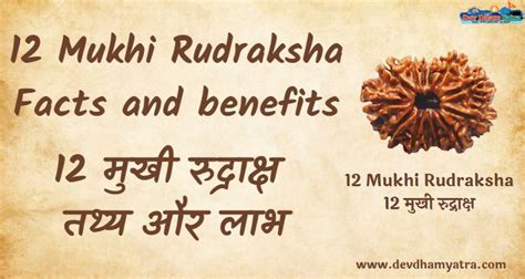 12 Mukhi Rudraksha Facts And Benefits