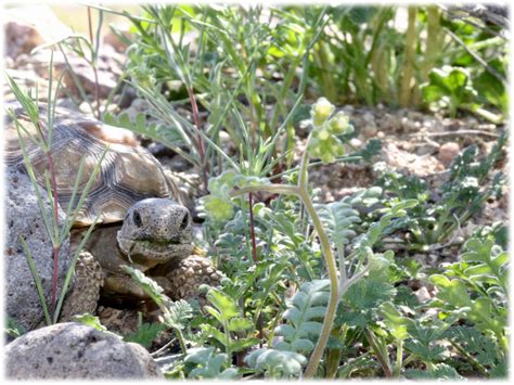 Juvenile Mojave Desert Tortoise