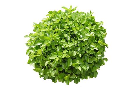 Premium Photo Green Bush Isolated On White Background