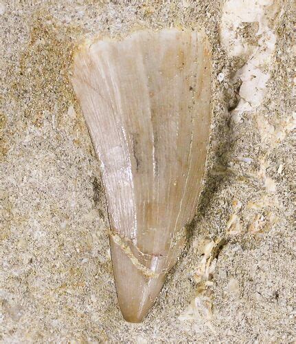 Mosasaurus Tooth In Matrix For Sale Fossilera