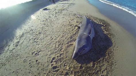 Basking Shark Washed Up Marthas Vineyard 2014 Youtube