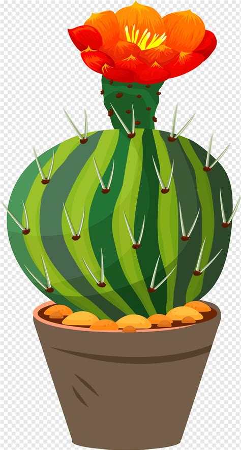 Maceta De Cactus Png PNGWing