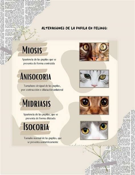 Alteraciones De La Pupila En Felinos Fraii UDocz