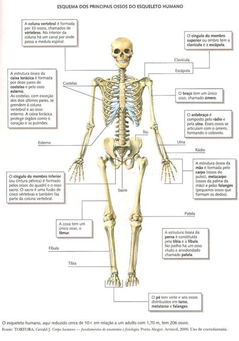 Sistema Esquelético Ossos do Corpo Humano Planeta Biologia