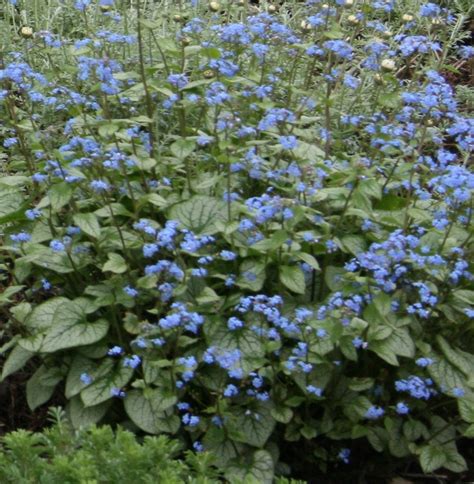 Brunnera macrophylla 'Jack Frost' – Ballyrobert Gardens