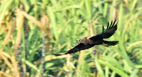 Western Marsh Harrier (Circus aeruginosus) | BirdForum