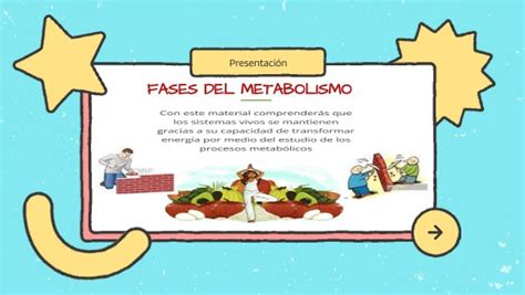 Fases O Tipos De Metabolismo