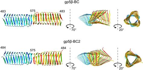 Viruses Free Full Text Structure And Biophysical Properties Of A