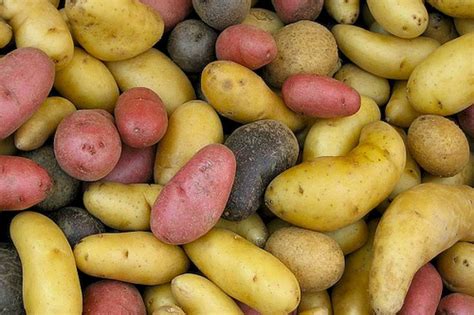 How to plant and harvest heirloom potatoes - River Cottage Farm