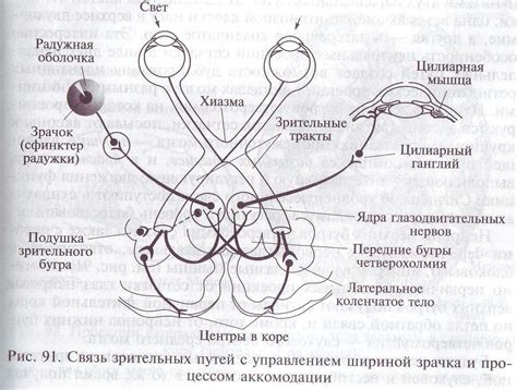 15.4. Центральный отдел зрительной системы