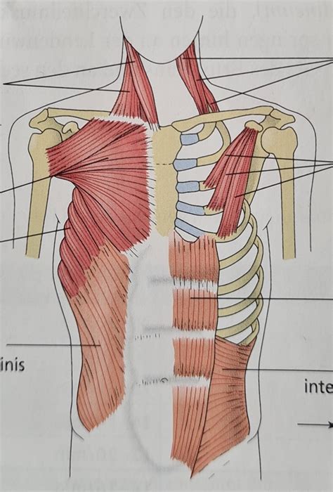 Standbild Atemhilfsmuskulatur Diagram Quizlet